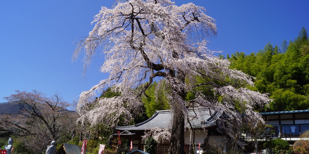 龍松寺にある大きなしだれ桜の写真