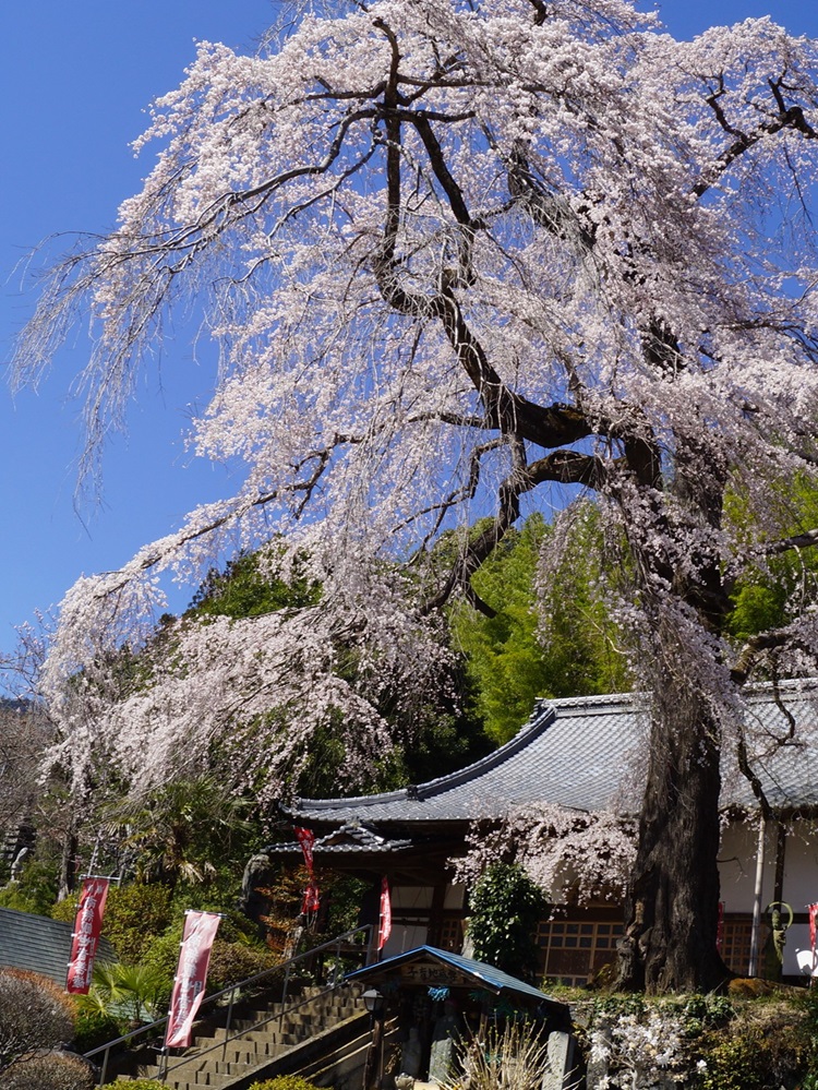 龍松寺にある大きなしだれ桜の写真