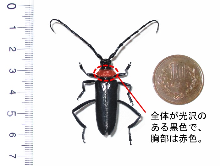 クビアカツヤカミキリ